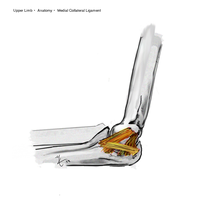 Elbow MCL Anatomy